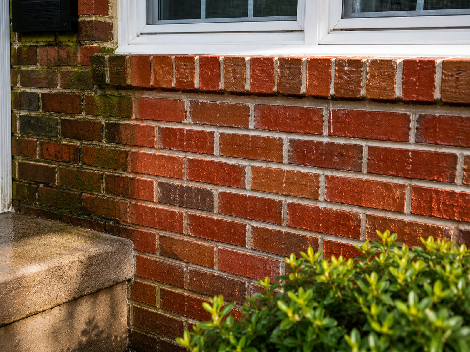Close-up of a freshly soft-washed red brick colonial home foundation and lower facade showing clean mortar joints and bright brick color with residual moisture