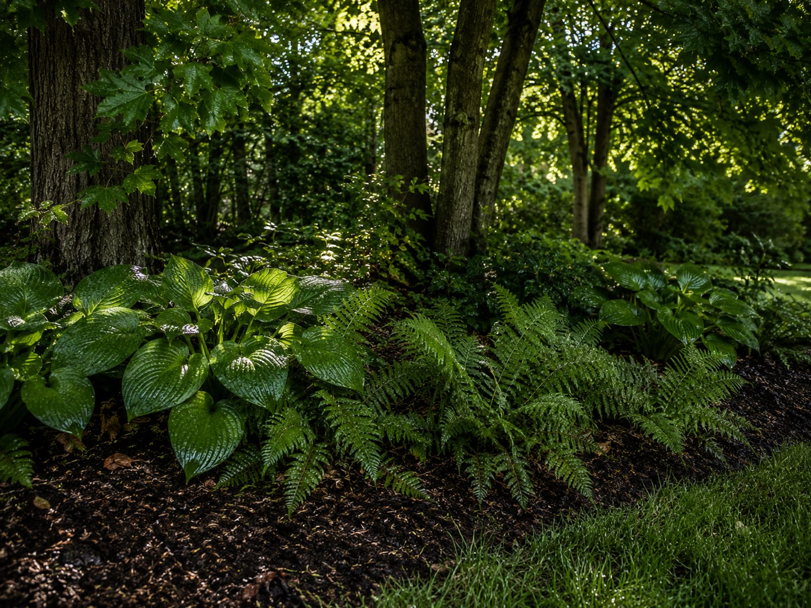 Freshly treated shaded backyard tree line and ground cover with glistening moist leaves under filtered afternoon light