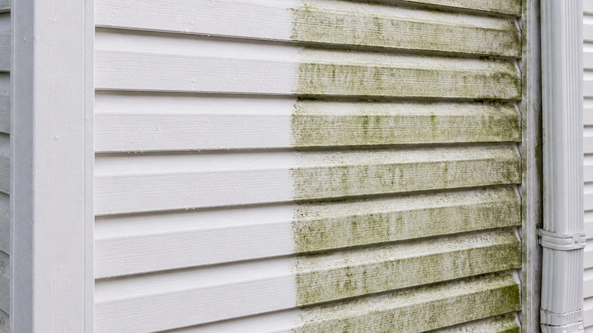 Close up detail of vinyl siding on a suburban Maryland home showing half cleaned bright white panels next to green algae and mildew stained panels